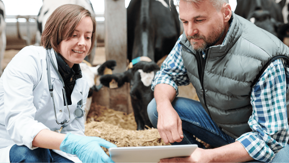 Two veterinarians sharing info and data in a tablet