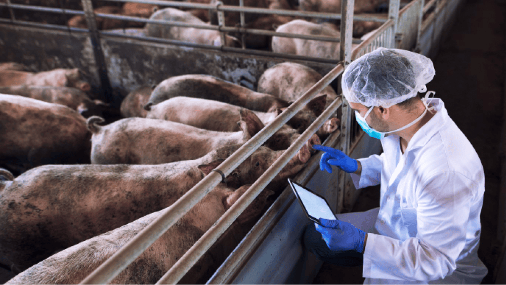 Veterinário na fazenda de suínos